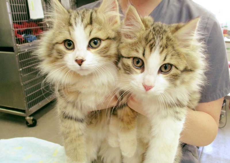 Carousel Slide 4: Cat veterinary care