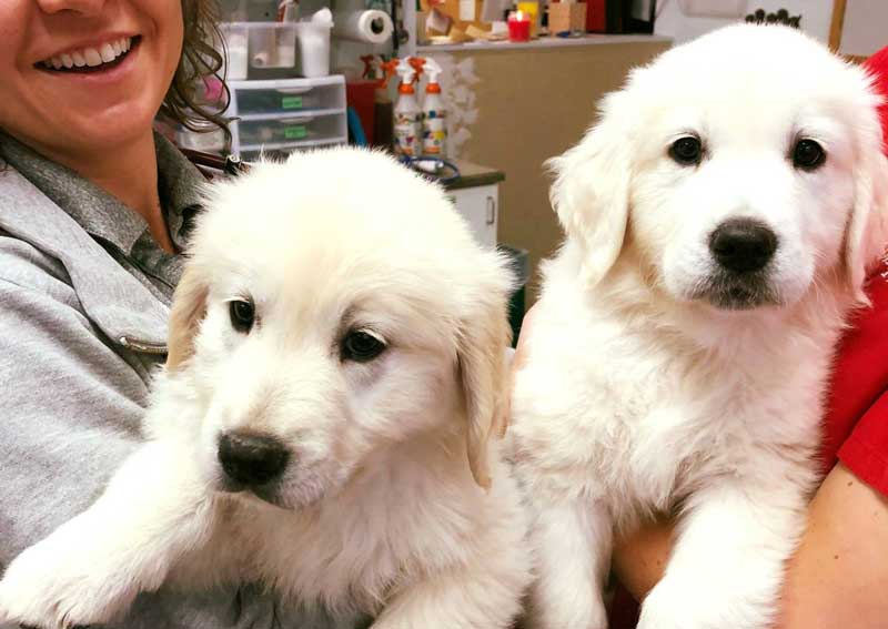 Carousel Slide 6: Puppy & Kitten Care